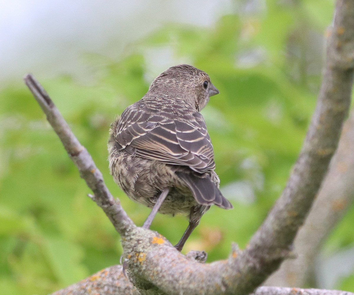 Brown-headed Cowbird - ML630140927