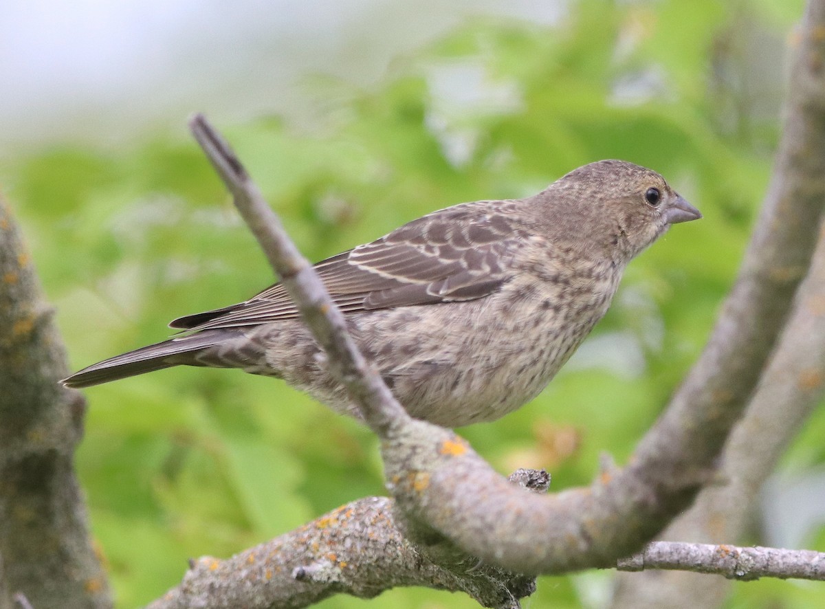 Brown-headed Cowbird - ML630140928