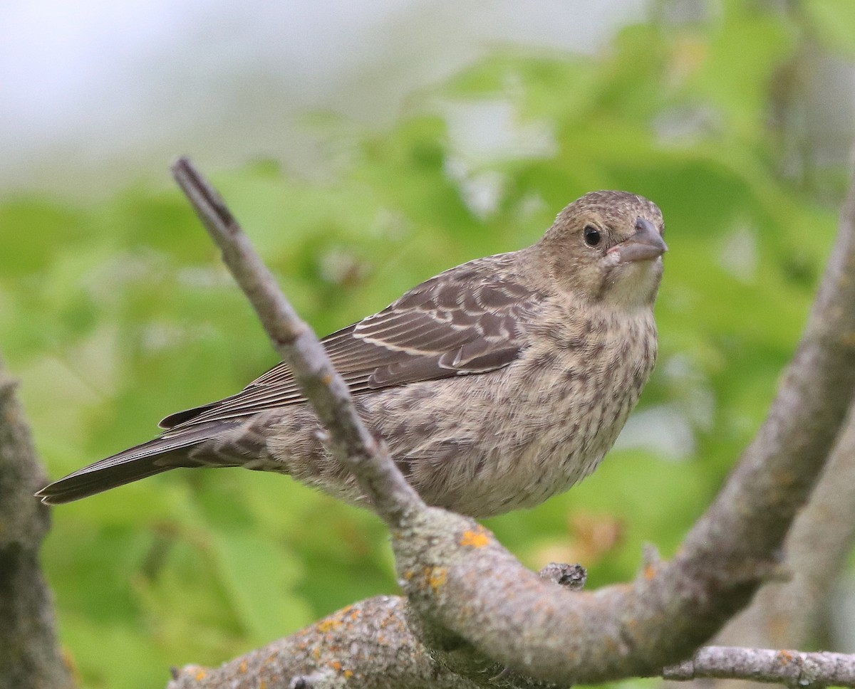 Brown-headed Cowbird - ML630140929