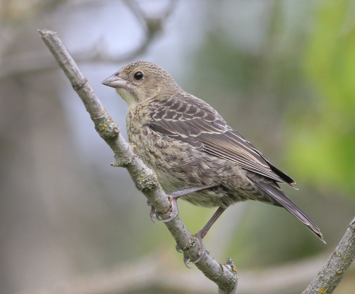 Brown-headed Cowbird - ML630140930