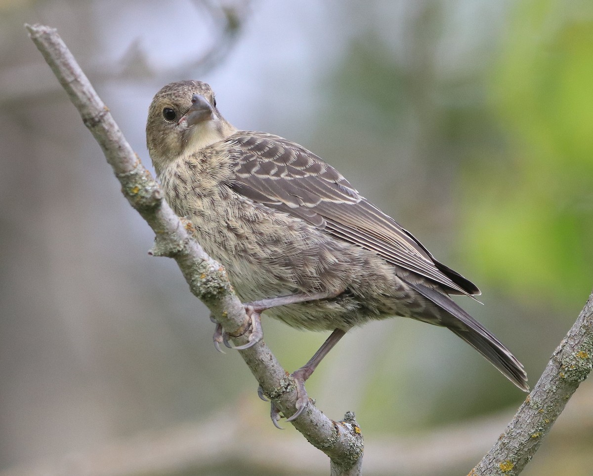Brown-headed Cowbird - ML630140931
