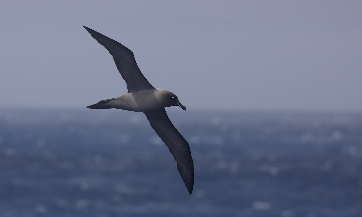 Graumantelalbatros - ML630140953
