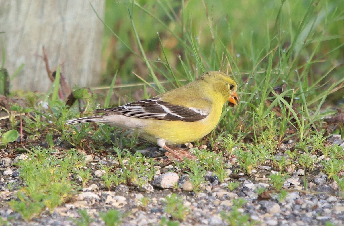 American Goldfinch - ML630141044