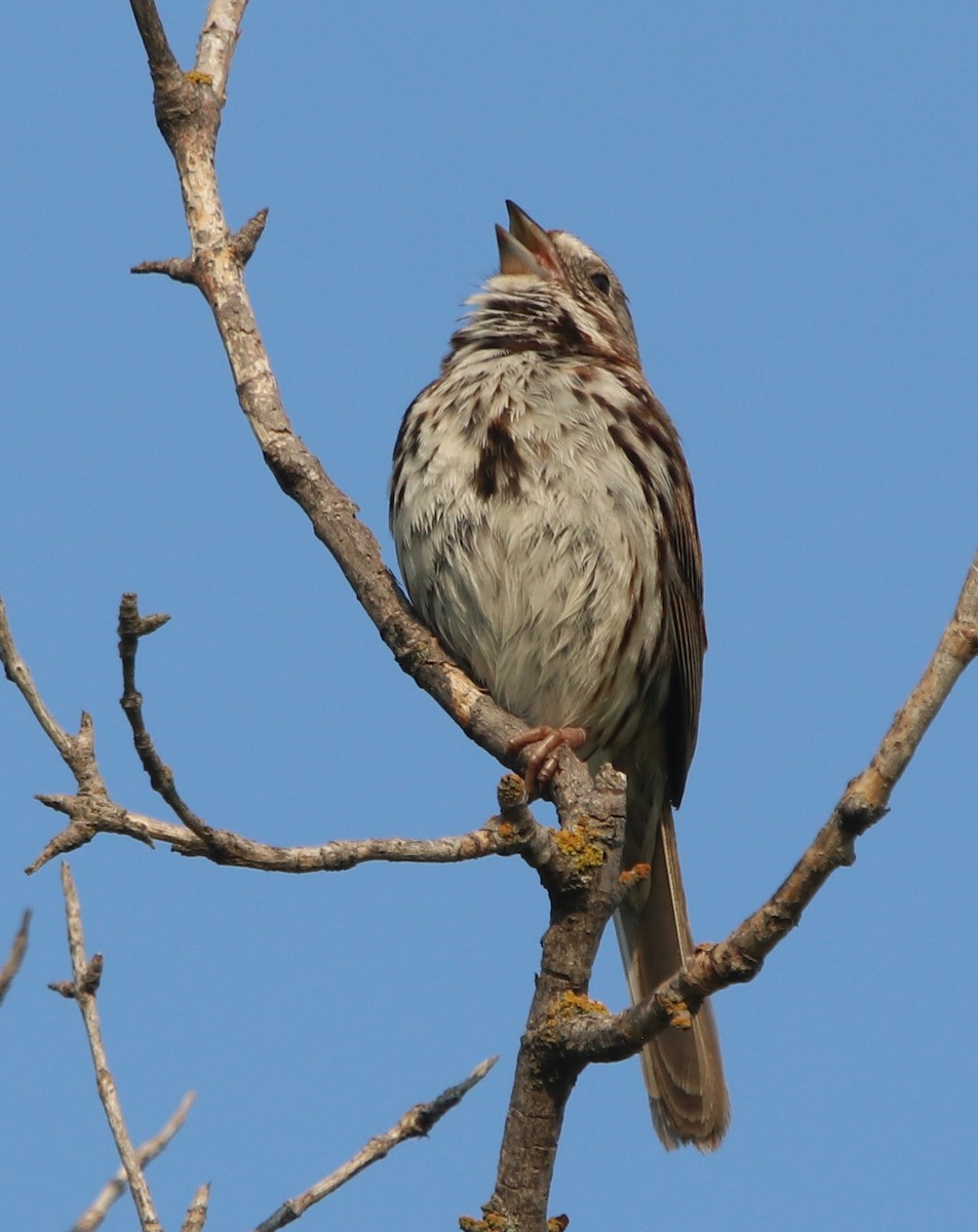 Song Sparrow - ML630141046