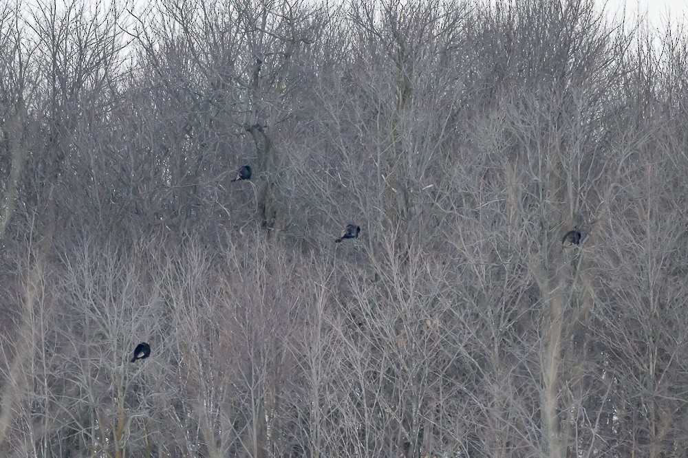 Wild Turkey - ML630141100