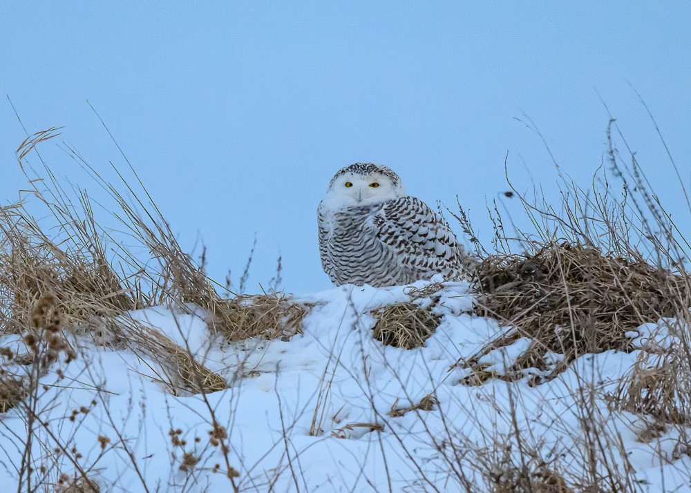Snowy Owl - ML630141127
