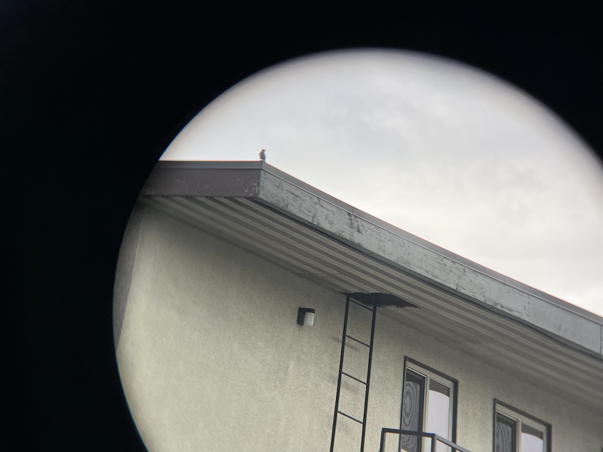 Townsend's Solitaire - ML630141249