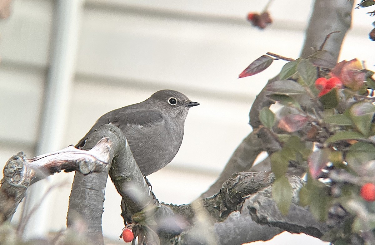Townsend's Solitaire - ML630141250