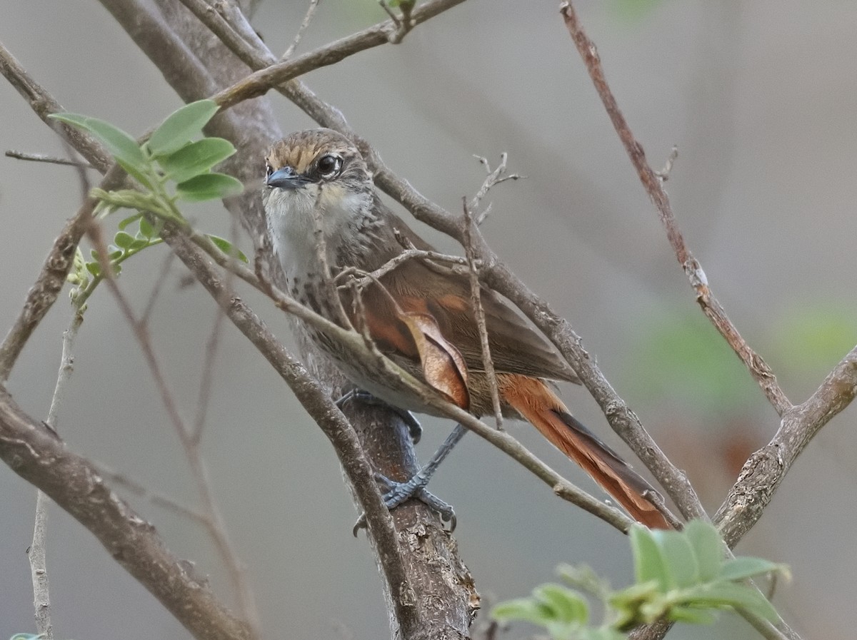 Chinchipe Spinetail - ML630141341