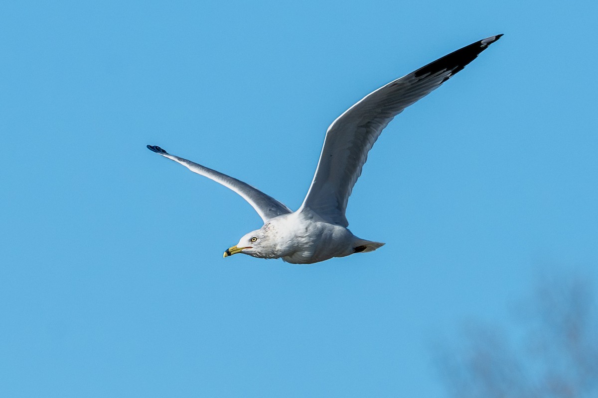 Ring-billed Gull - ML630141525