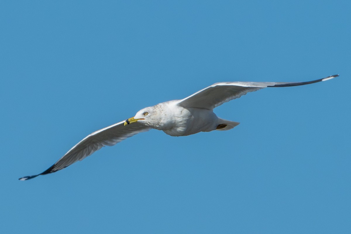 Ring-billed Gull - ML630141526