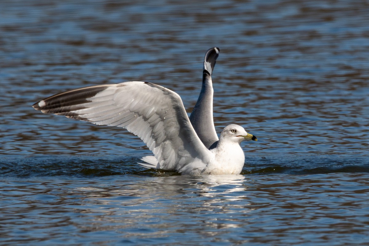 Ring-billed Gull - ML630141528