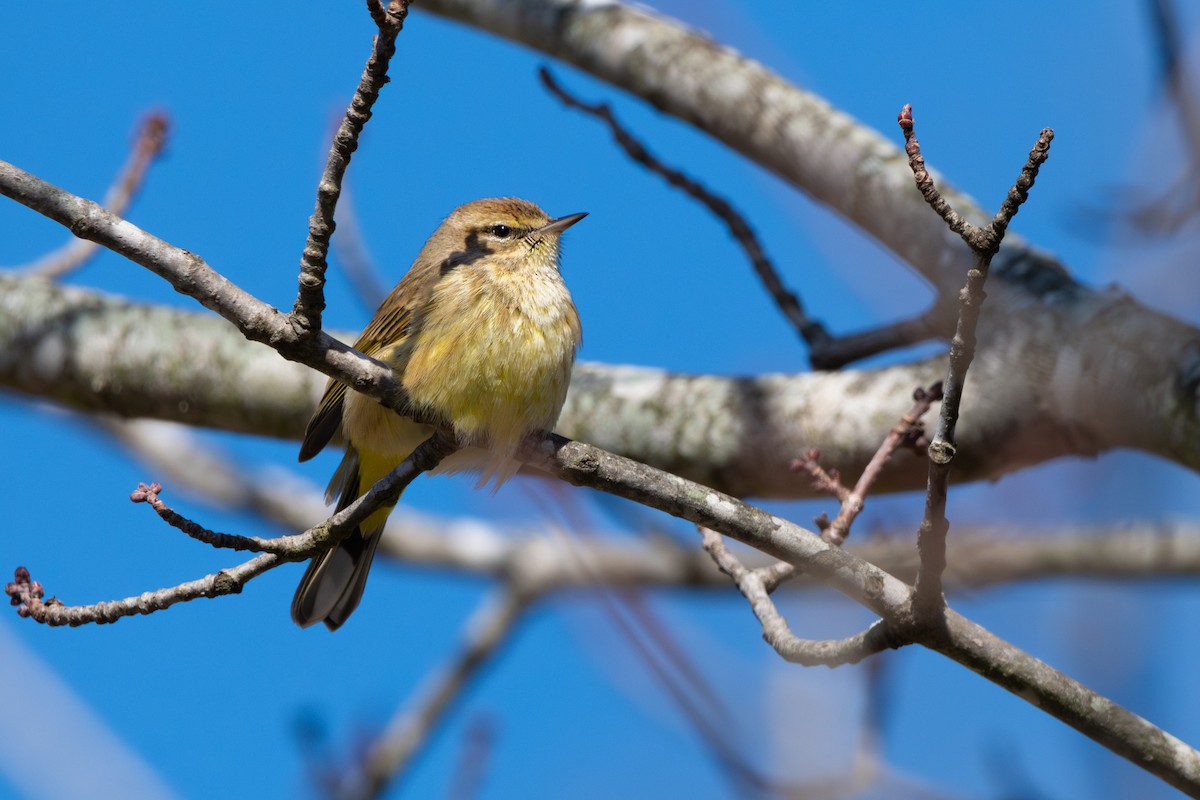 Palm Warbler - ML630141564