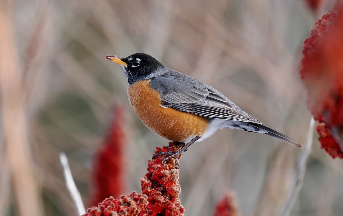 American Robin - ML630141694