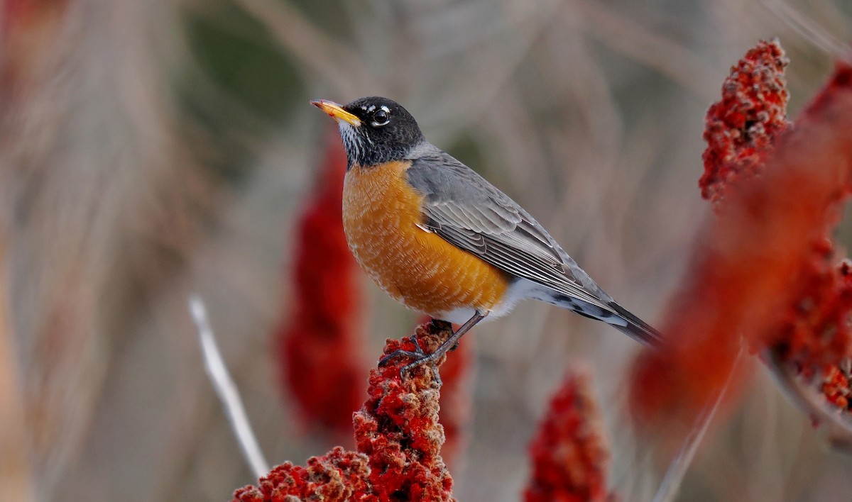 American Robin - ML630141695