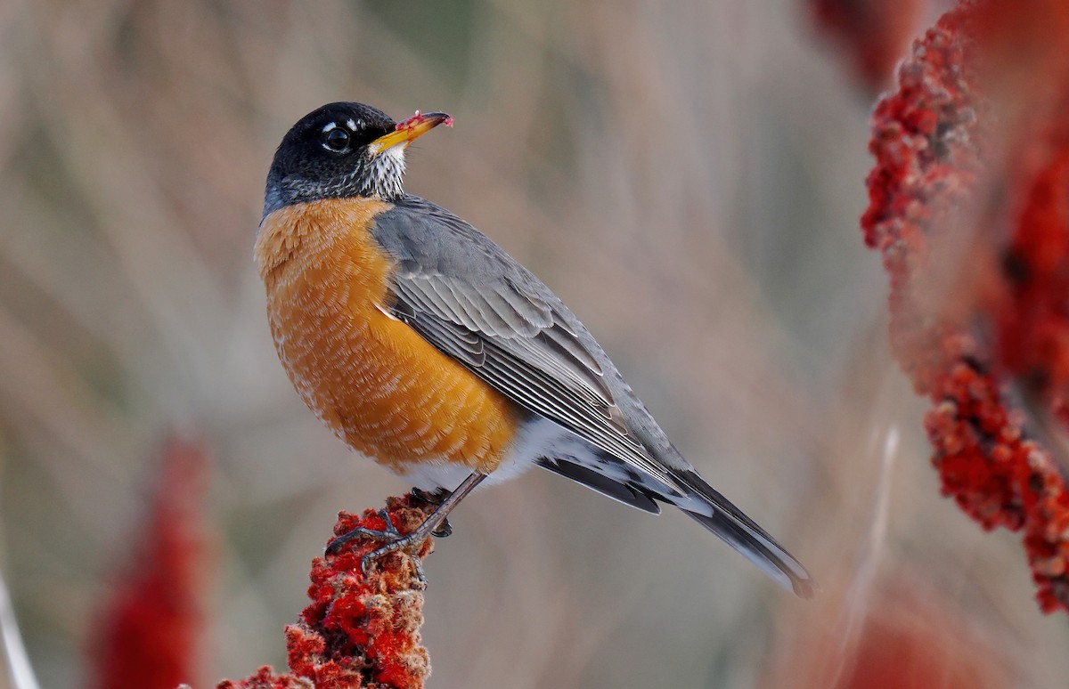 American Robin - ML630141696