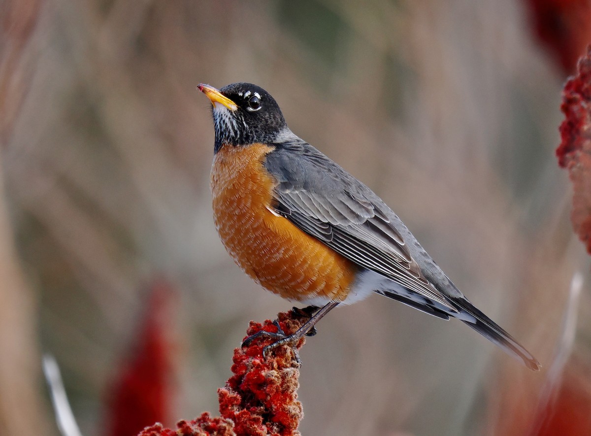 American Robin - ML630141697