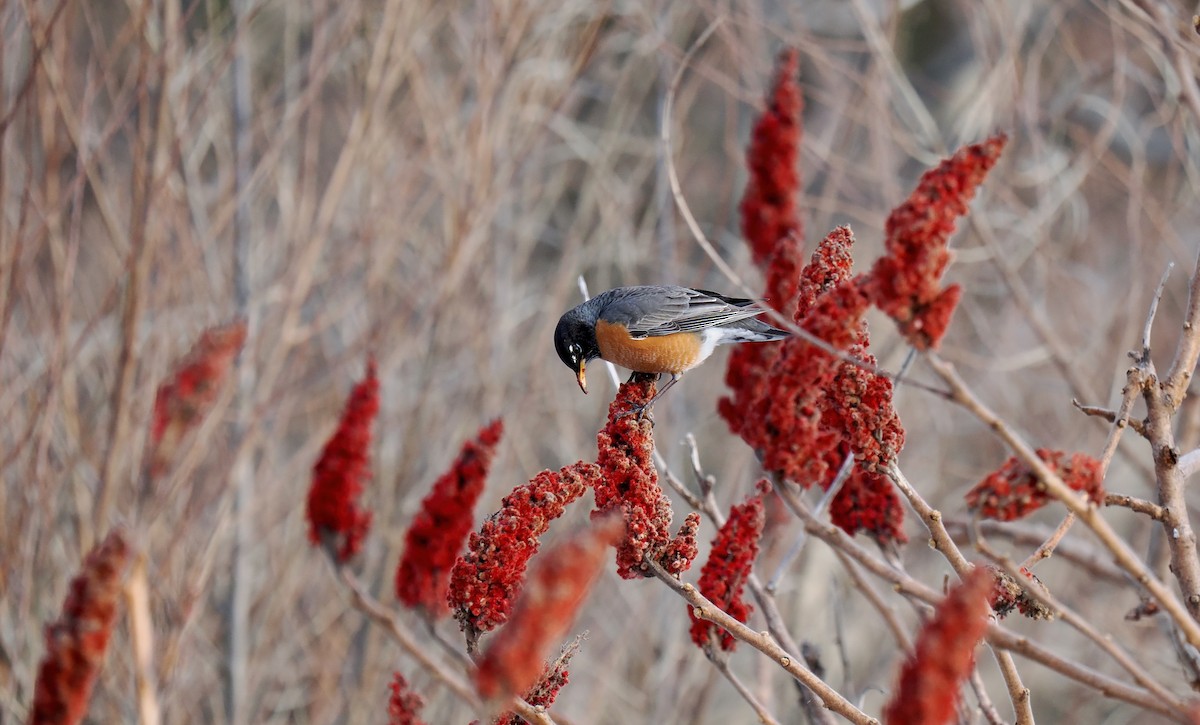 American Robin - ML630141698