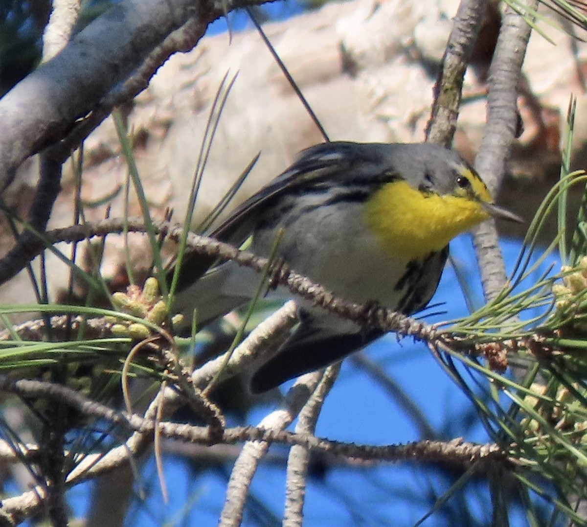 Grace's Warbler - ML630141720