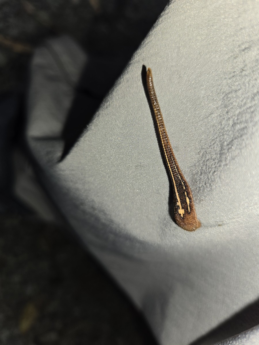 Ringed Worms - ML630141873