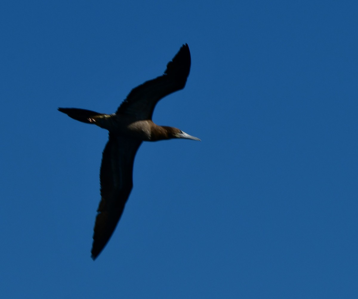 Brown Booby - ML630141912