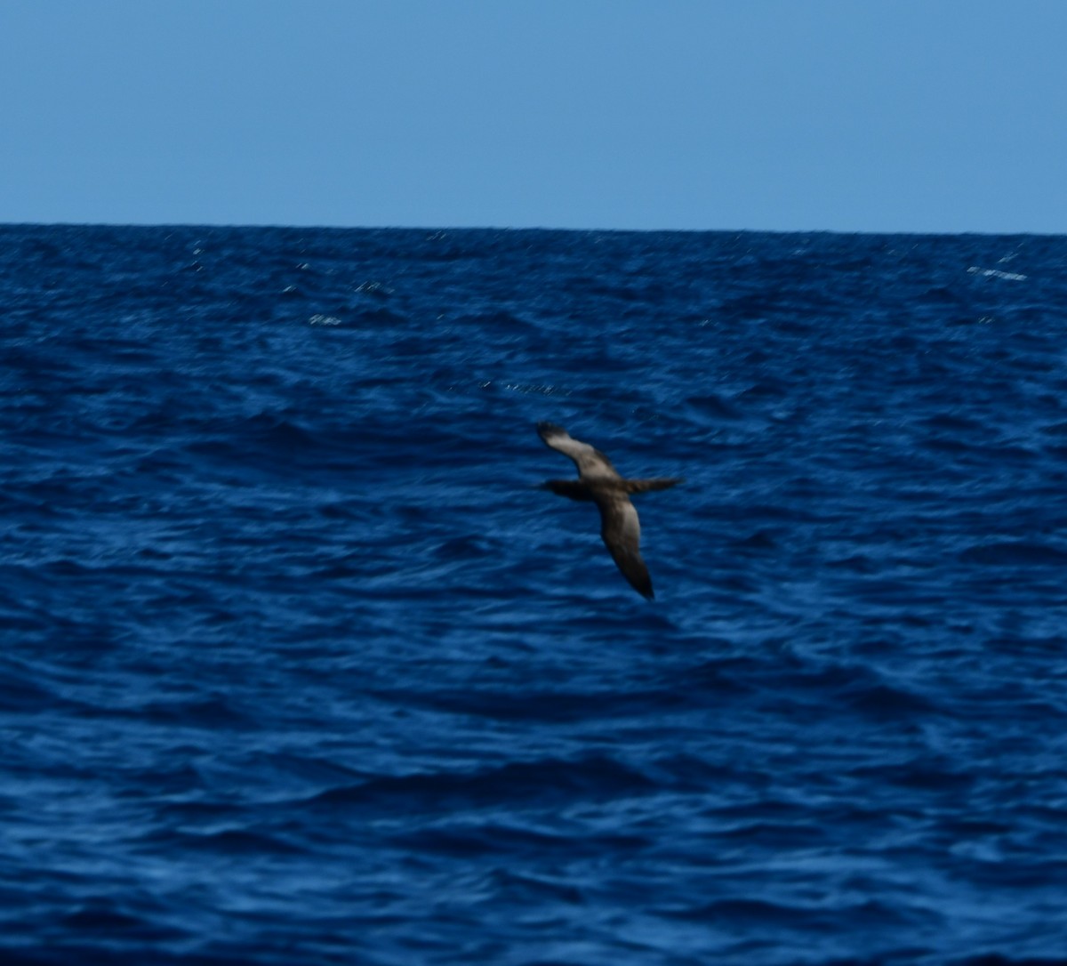 Brown Booby - ML630141922