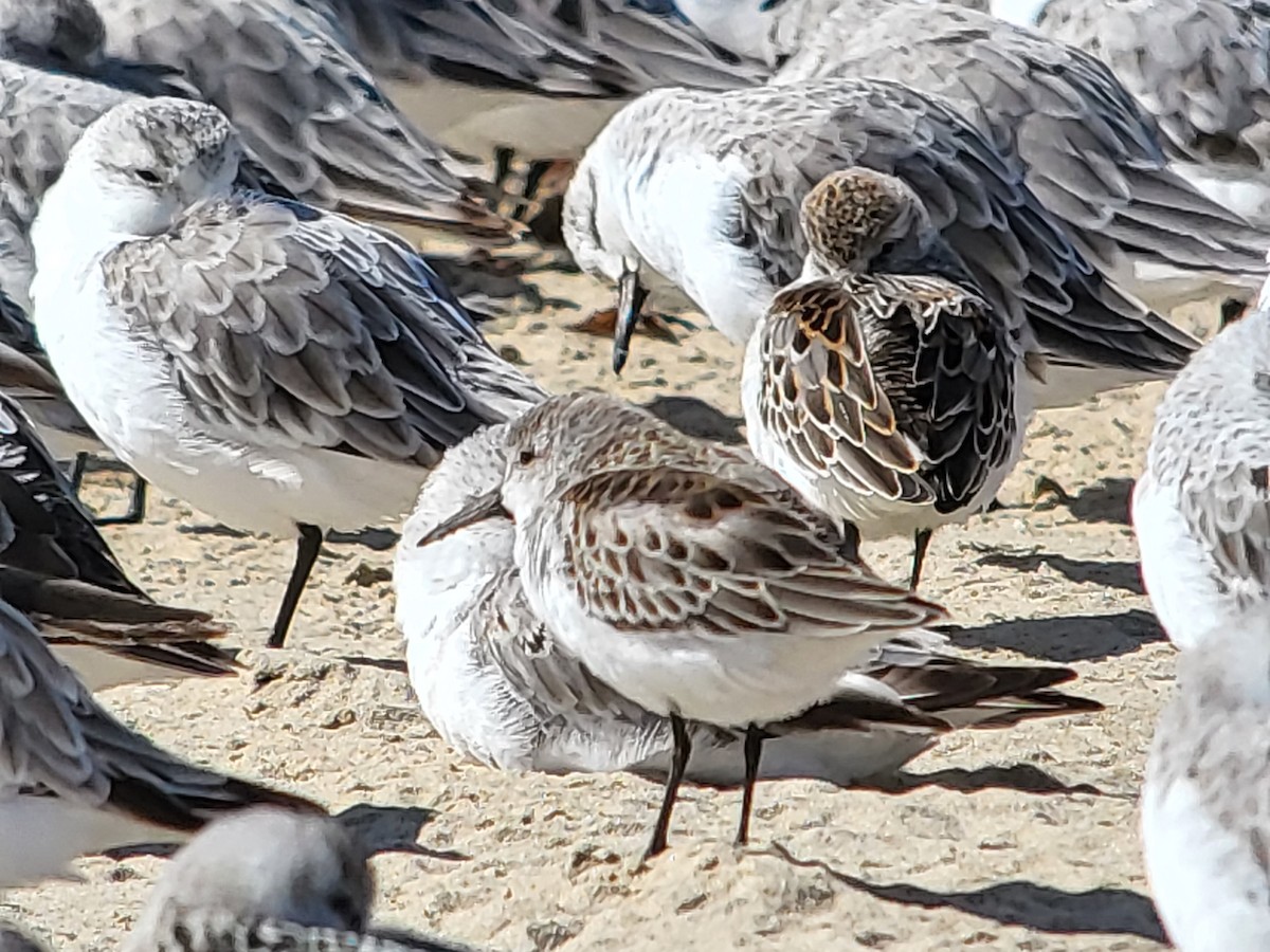 Western Sandpiper - ML630141984