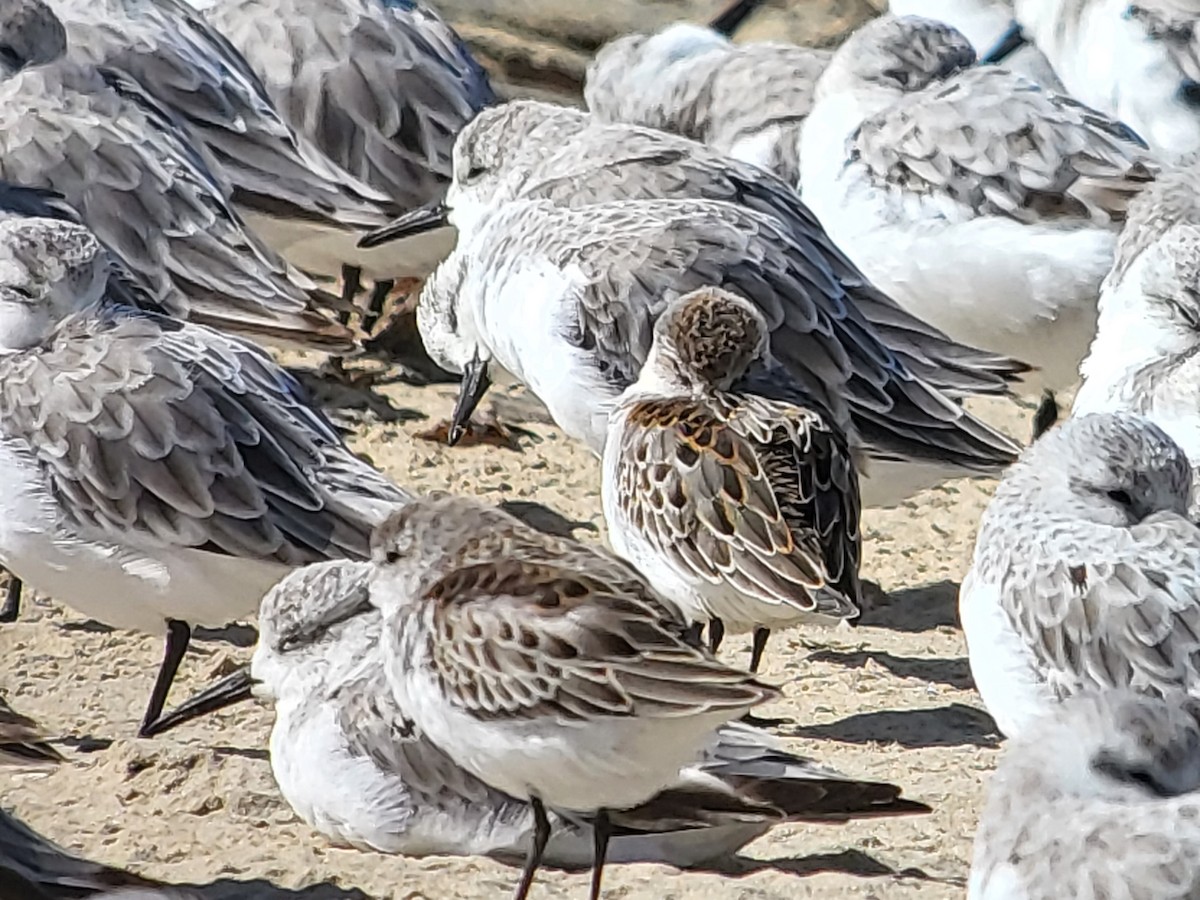 Western Sandpiper - ML630141985