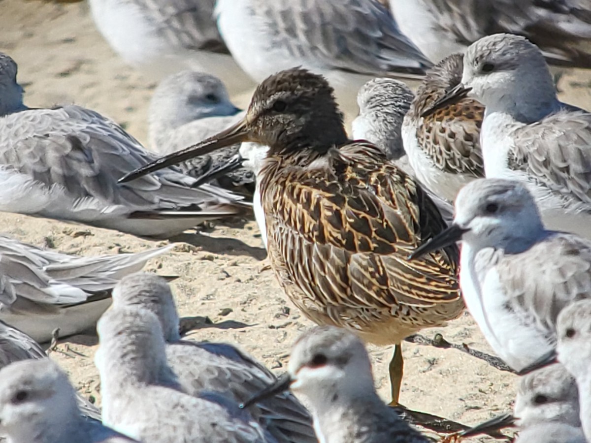 Short-billed Dowitcher - ML630141992
