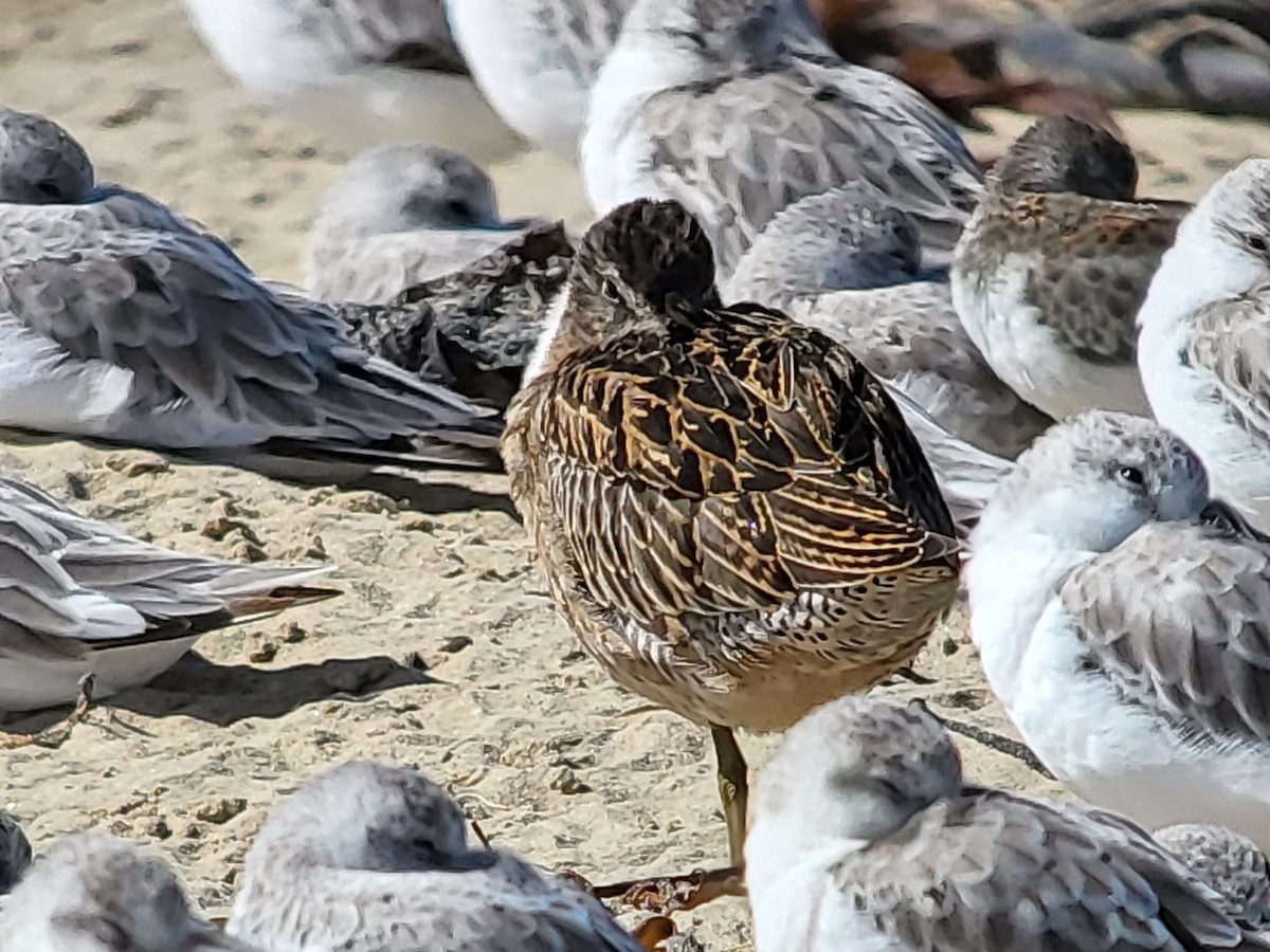 Short-billed Dowitcher - ML630141997