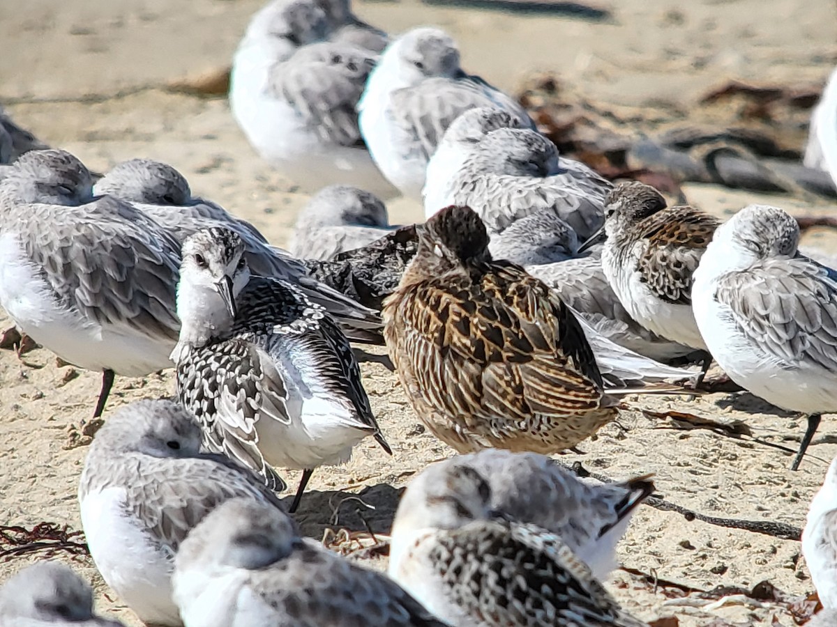 Sanderling - ML630142009
