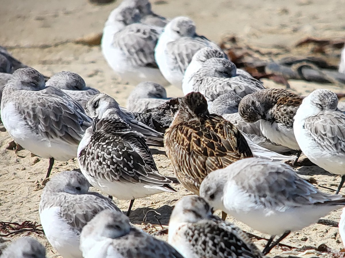 Sanderling - ML630142012