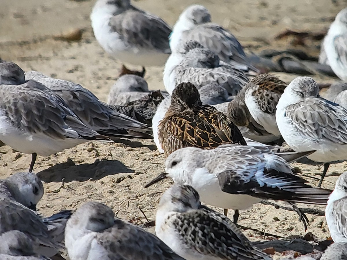 Sanderling - ML630142026