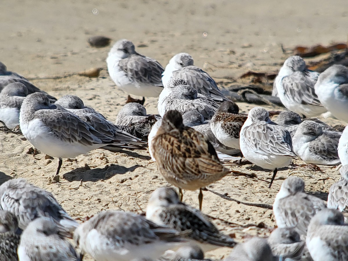 Sanderling - ML630142027
