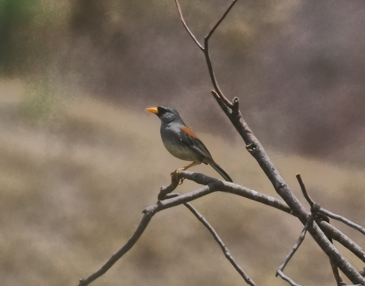 Little Inca-Finch - ML630142042