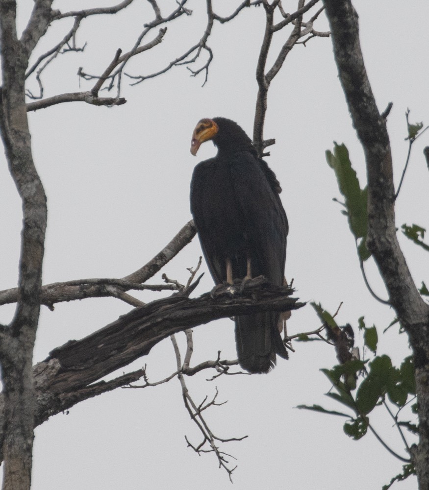 Greater Yellow-headed Vulture - ML630142056