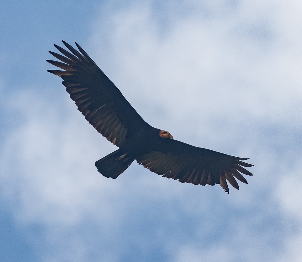 Greater Yellow-headed Vulture - ML630142063