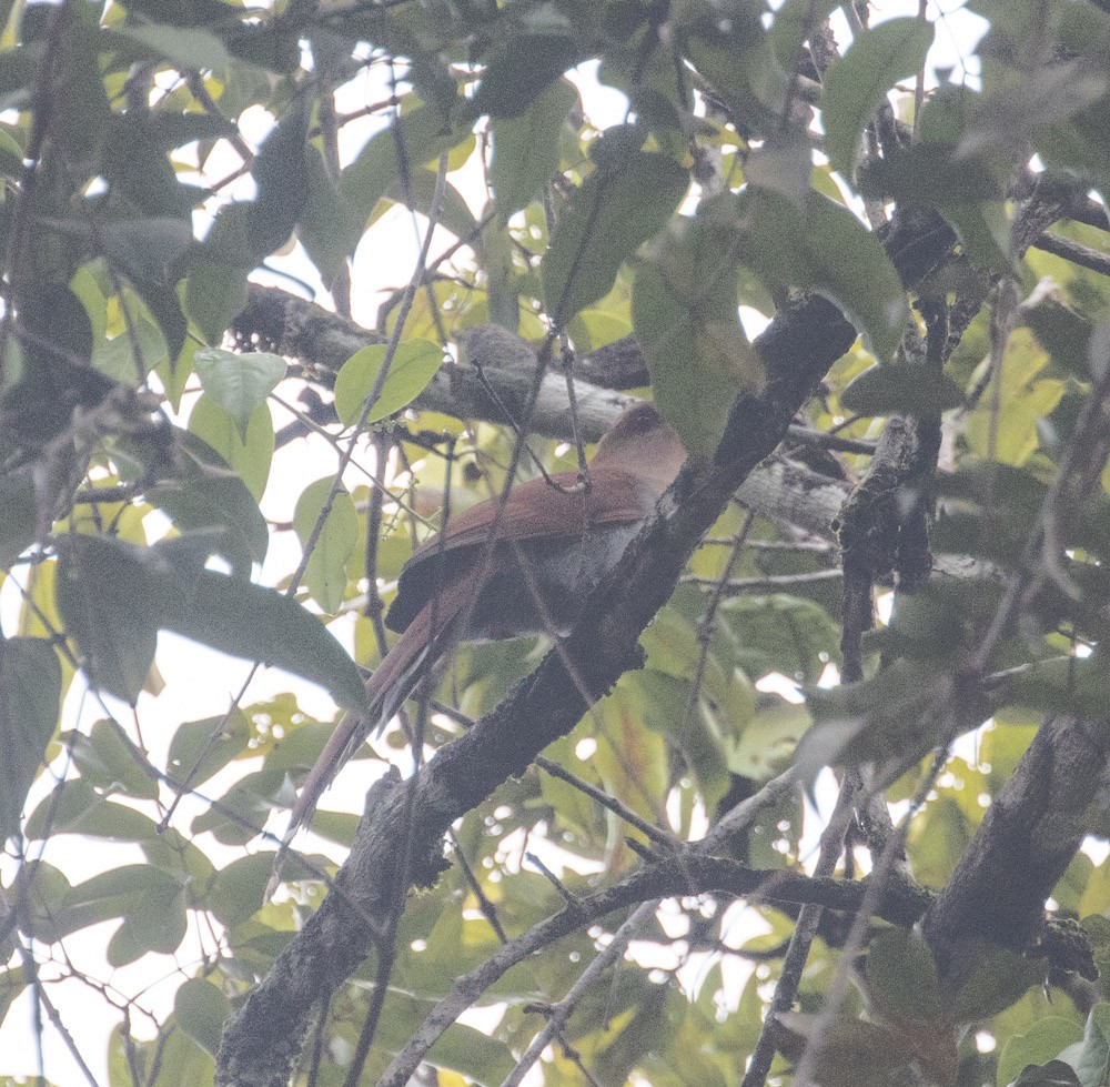 Squirrel Cuckoo - ML630142078