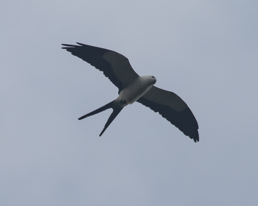 Swallow-tailed Kite - ML630142091