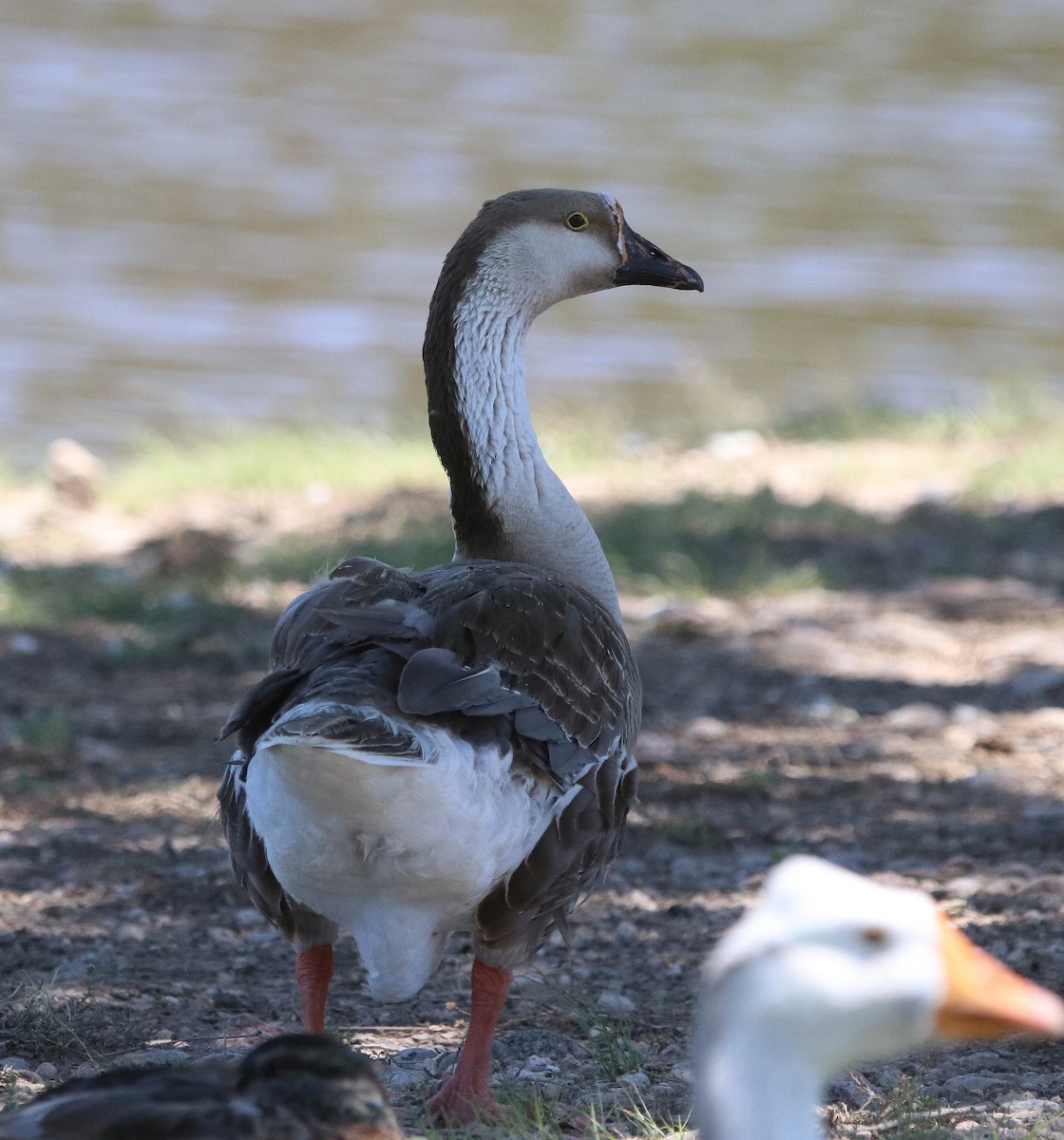 Swan Goose (Domestic type) - ML630142092