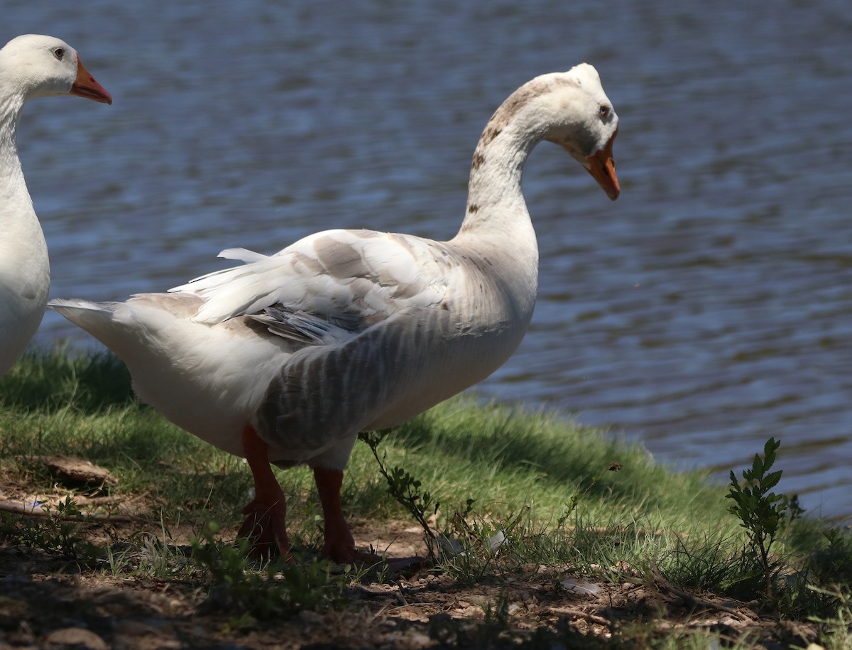 Swan Goose (Domestic type) - ML630142093