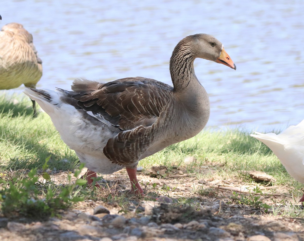 Swan Goose (Domestic type) - ML630142095