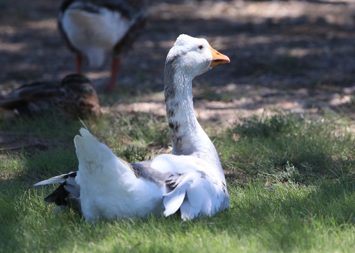 Swan Goose (Domestic type) - ML630142096