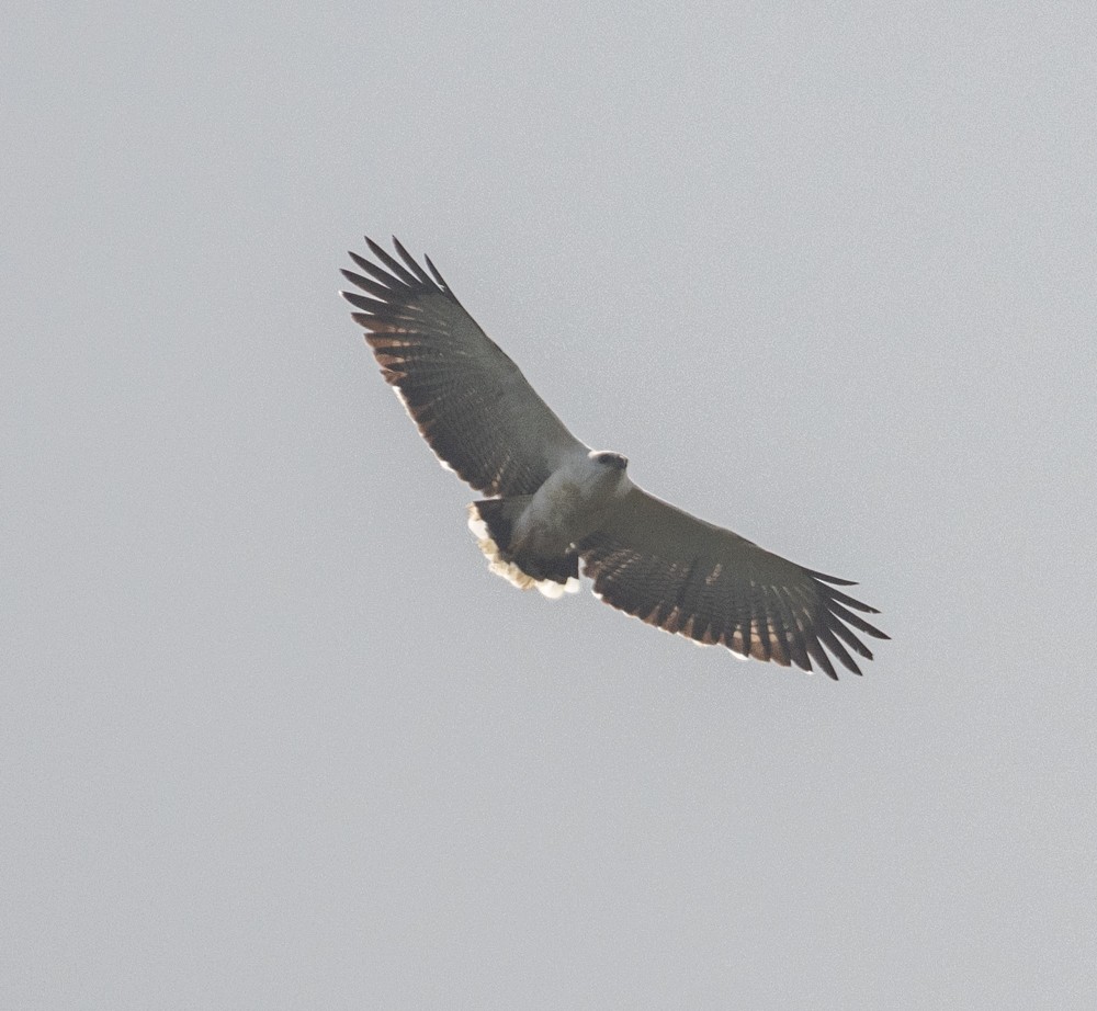 White Hawk - ML630142104