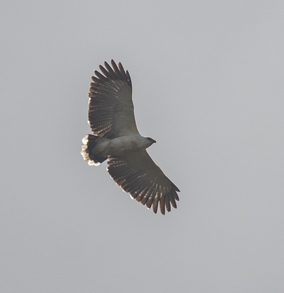 White Hawk - ML630142110