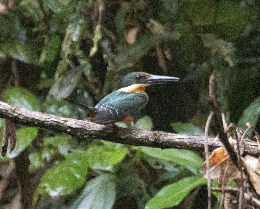 Green-and-rufous Kingfisher - ML630142124