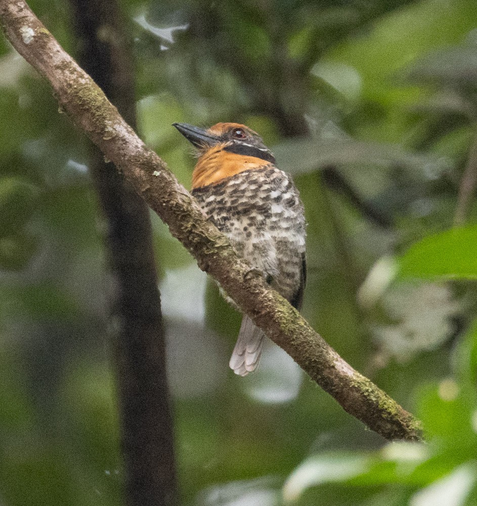 Spotted Puffbird - ML630142128