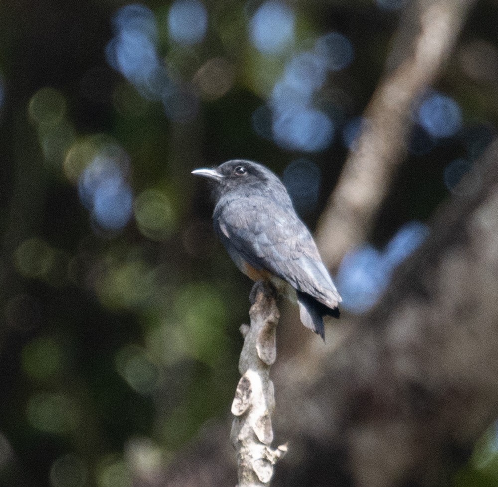 Swallow-winged Puffbird - ML630142132
