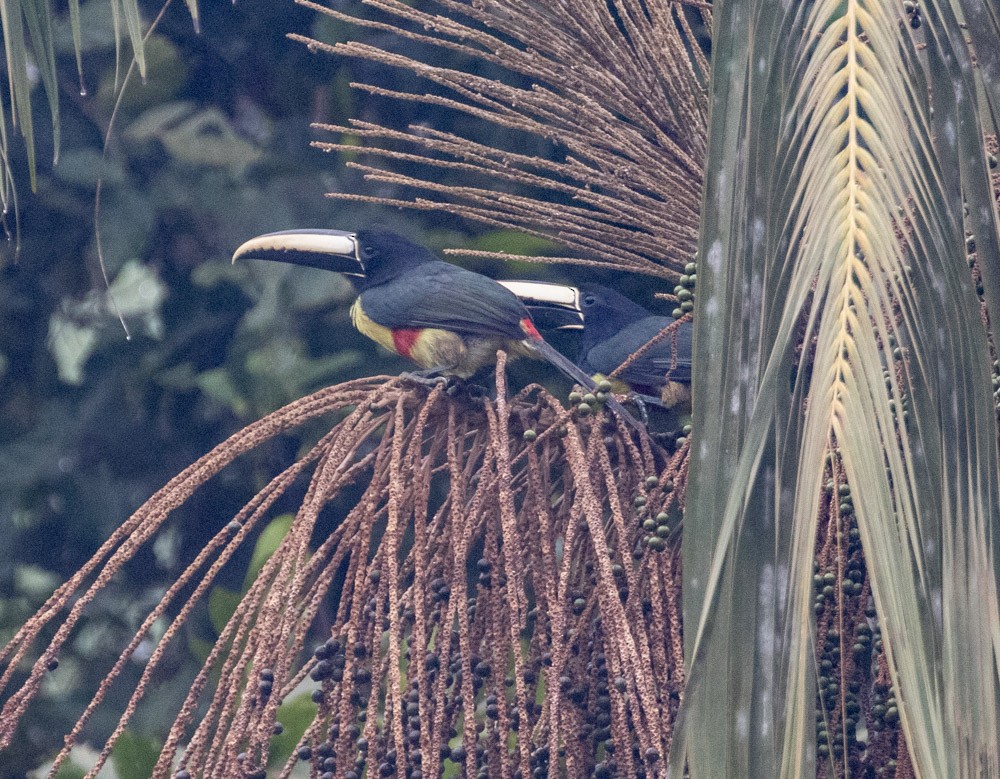 Black-necked Aracari - ML630142144