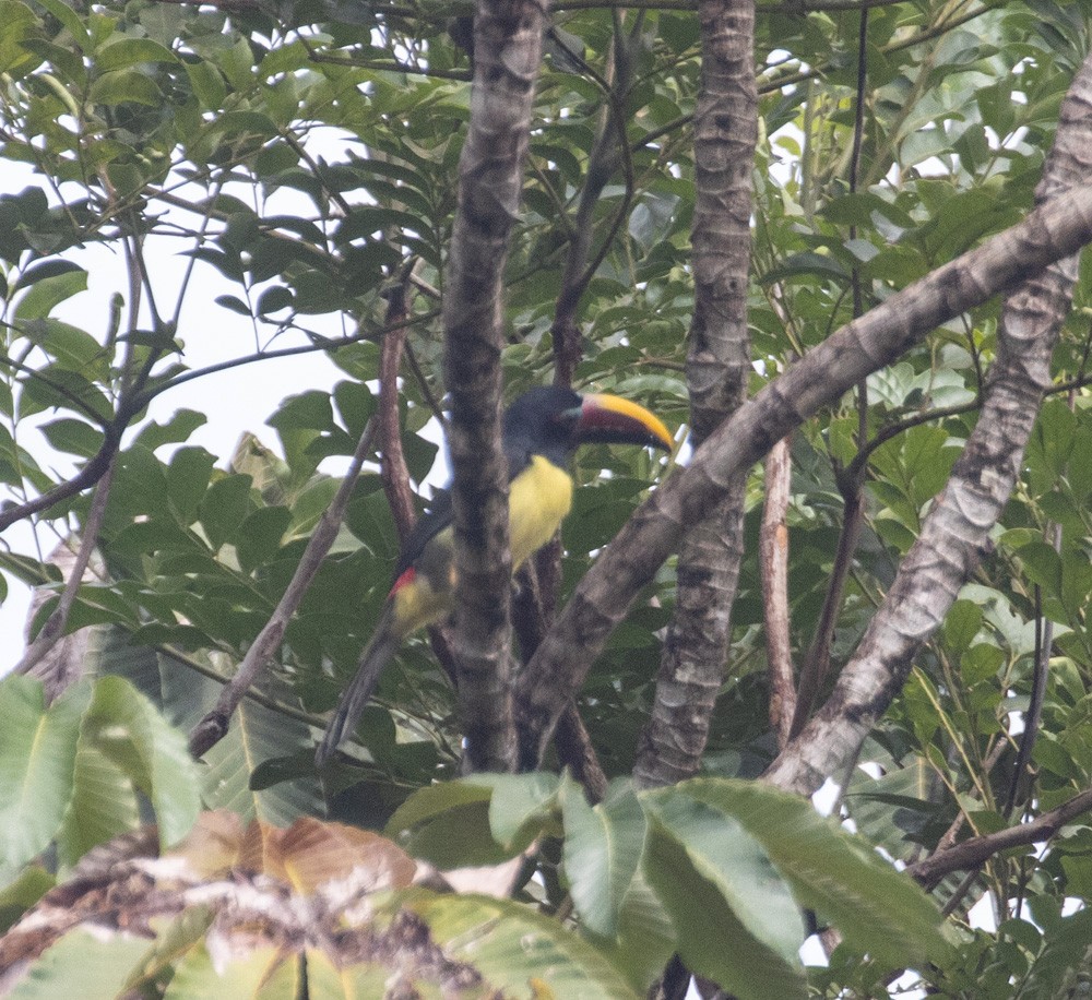 Green Aracari - ML630142171